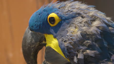 Close-up-side-portrait-of-an-exotic-blue-Hyacinth-Macaw,-a-parrot-native-to-Brazil