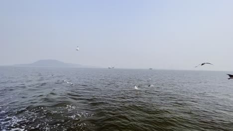 A-shot-capturing-the-sea-gulls-flying-over-the-Arabian-sea