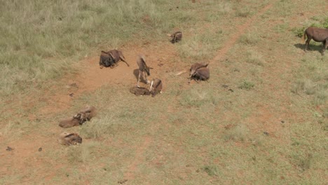 Drone-footage-of-Wildebeest-herd-with-wildebeest-babies-hot-summers-day-in-the-wild