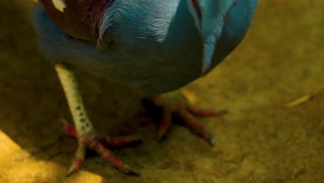 Close-up-view-of-a-victoria-crowned-pigeon