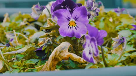 Static-close-up-shot-of-purple-pansy-flowers-in-the-winter-with-high-winds-and-some-dead-leaves