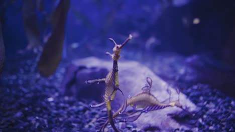Seadragons-in-an-aquarium-calmly-swimming-and-feeding