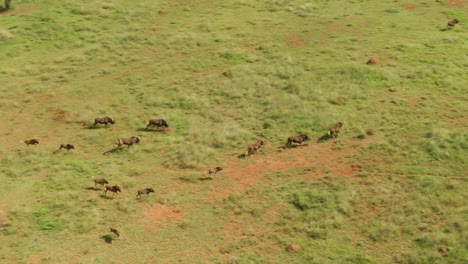 Drone-footage-of-a-Wildebeest-herd-running-in-the-wild-with-babies-trying-to-keep-up