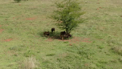 Drone-footage-of-a-Wildebeest-group-standing-in-the-shade-of-tree-in-the-wild-on-a-hot-summers-day