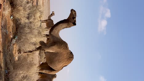 Camello-Vertical-En-El-Desierto-Caminando-Y-Mirando-A-La-Cámara
