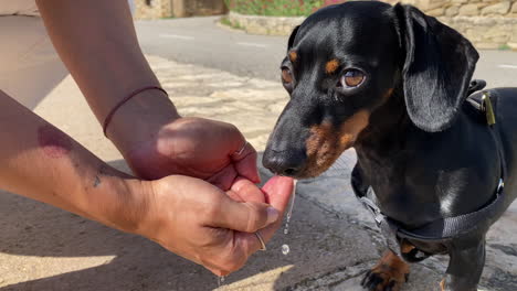 Adorable-Miniature-Dachshund-Drinking-Water-From-Owner-Hands,-Close-Up