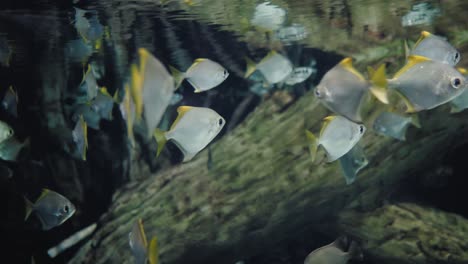 Eine-Schule-Silberner-Tropischer-Fische,-Die-In-Einem-Aquarium-Schwimmen
