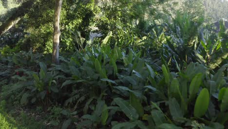 Tropische-Pflanzen-Wogen-Im-Wind-Und-Geben-Den-Blick-Auf-Grasbewachsene-Ebenen-Frei