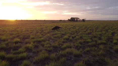 Giant-Anteater-caught-on-a-drone-during-sunset
