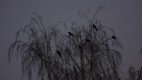 Espeluznante-Silueta-De-Pájaros-Cuervo-En-árbol-Muerto,-ángulo-Bajo-Por-La-Noche