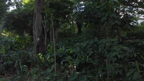 Dichter-Tropischer-Wald-Mit-Banyan--Und-Kukui-Nussbäumen-Aus-Der-Luft