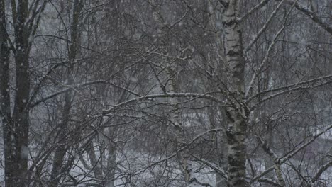Peaceful-Snowfall-in-Blizzard-with-Snow-Flurries-in-Tree-Forest-during-Winter