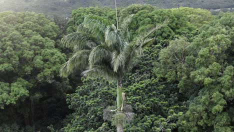 Single-palm-tree-in-dense-Hawaii-forest-aerial-tilt-down