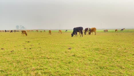 Herde-Kühe-Grasen-In-Bangladeschischer-Landschaft,-Handheld-Ansicht