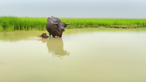 A-water-buffalo-and-her-calf-bond-in-a-serene-pond,-reflected-in-its-brown-waters