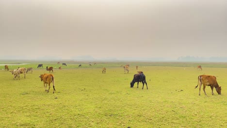 Una-Vista-Serena-De-Un-Rebaño-De-Vacas-Marrones-Pastando-En-Un-Exuberante-Prado-Verde,-Que-Simboliza-La-Belleza-Natural-De-La-Agricultura