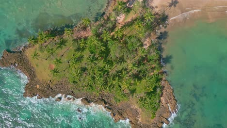 Top-Down-View-Of-Palm-Trees-On-The-Scenic-Coast-Of-Playa-Los-Coquitos-In-Dominican-Republic---aerial-drone-shot