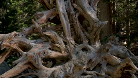 Close-up-of-exposed-roots-from-a-fallen-tree-in-a-forest,-tilt-up