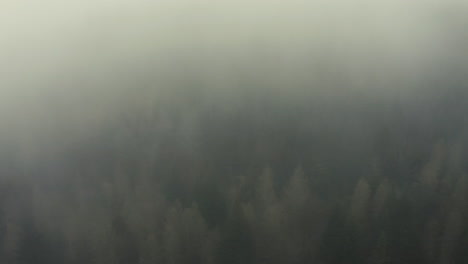 Drone-shot-of-a-pine-forest-in-the-fog