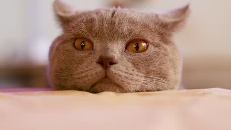 Close-up-shot-of-the-head-of-a-British-shorthair-cat-resting-on-a-table