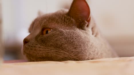 Close-up-side-shot-of-the-head-of-a-British-shorthair-cat-resting-on-a-table