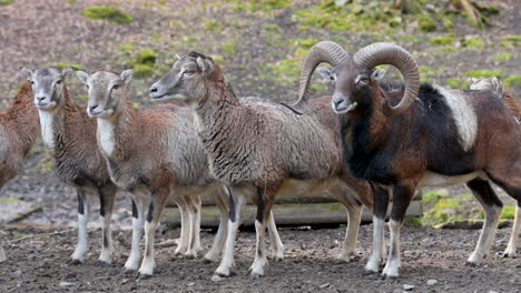 Group-of-Goats-and-a-billy-goat-standing-in-a-row-in-a-wildlife-park,-looking-at-camera