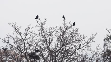 Footage-of-a-creepy-flock-of-ravens-perched-on-a-tree-with-a-background-of-a-grey-sky