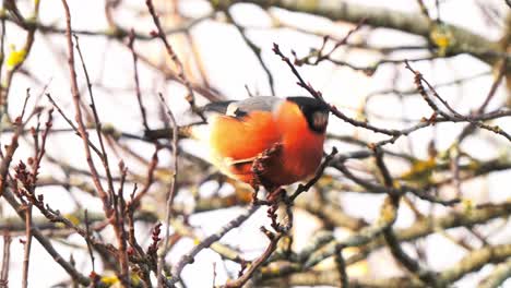 Hand-held-shot-of-a-Eurasian-Bullfinch-pecking-at-the-berries-on-a-branch
