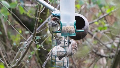 Kleine-Gartenvögel,-Die-Sich-Von-Einem-Gefüllten-Vogelhäuschen-Ernähren-–-Kohlmeise-–-Blaumeise