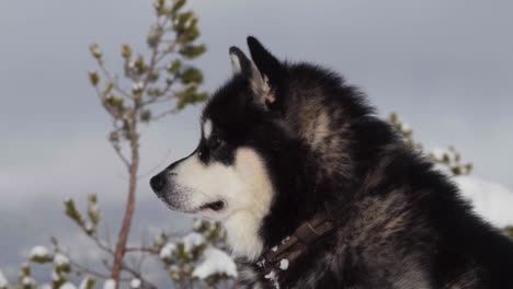 Side-View-Of-An-Alaskan-Malamute-Sitting-Outdoors-During-Snowfall---close-up