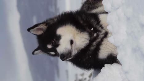 Vertical-Shot-Of-Alaskan-Malamute-Dog-Lying-In-Snow---close-up