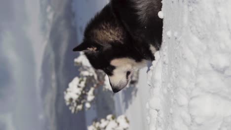 Vertical-Shot-Of-Alaskan-Malamute-Resting-On-Snow---close-up