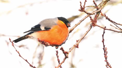 Hand-held-shot-of-a-Eurasian-Bullfinch-eating-berries-off-of-a-small-branch