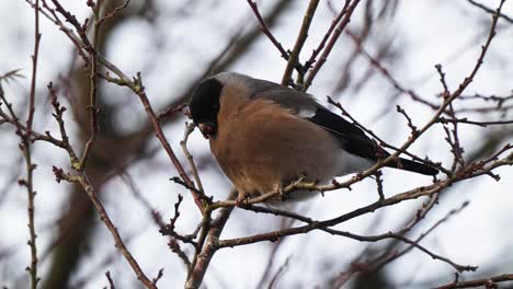 female-bullfinch-eating-berries-off-of-a-small-branch