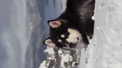 Vertical-Shot-Of-An-Alaskan-Malamute-Lying-On-Snowy-Landscape---close-up