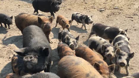 Spotted-swine-pig-breed,-livestock-concept-of-pigs-on-a-swine-production-farm,-close-up-of-a-group-of-various-pigs