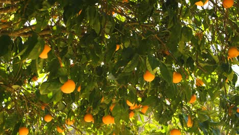 sunlight-through-an-Orange-tree-leaves-in-Seville,-Spain