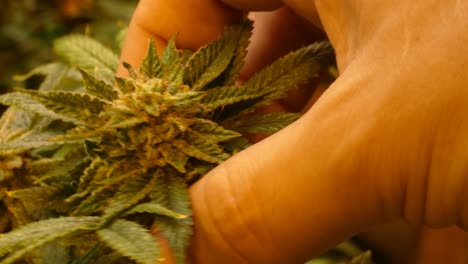 Close-up-video-of-a-hand-grabbing-the-top-of-a-flowering-marijuana-plant