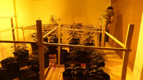Viele-Junge-Cannabispflanzen-Wachsen-Unter-Gelbem-Licht-In-Einem-Kleinen-Raum