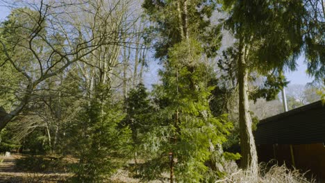 Schwenken-Sie-Die-Grünen-Herbstwaldpfadbäume-Im-Ländlichen-Landschaftspark-Zum-Blauen-Himmel