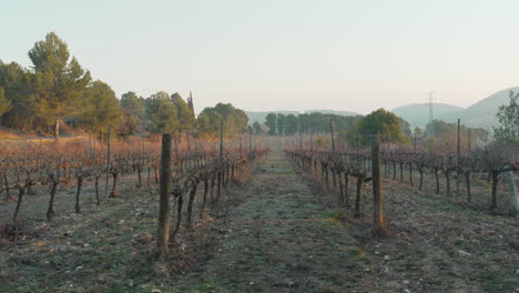 Rustic-vineyard-during-fall-with-a-golden-light-and-trees-in-background