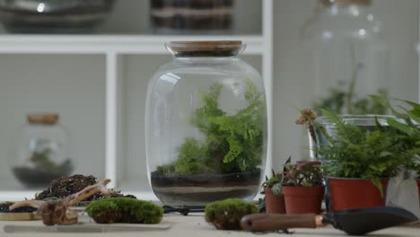 Winziges-Waldökosystem-In-Einem-Riesigen-Glas