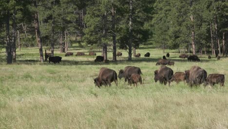Buffalo-Family-Grazzing-In-National-Park-Landscape