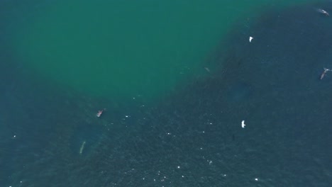 Luftaufnahme-Von-Seelöwen,-Die-In-Gruppen-In-Chile-Jagen,-Um-Fische-Zu-Fangen