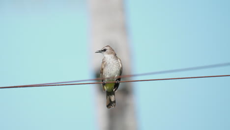 One-Yellow-vented-bulbul-pooping-while-balancing-perched-on-metal-cable-and-turns-around-in-a-jump-showing-yellow-vent-under-the-tail