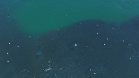 Luftaufnahme-Einer-Großen-Gruppe-Seelöwen,-Die-In-Iquique-Das-Oberflächenwasser-Durchbricht