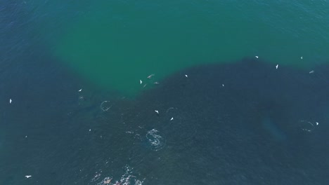 Luftaufnahme-Von-Seelöwen,-Die-Vor-Der-Küste-Von-Iquique-Große-Fischschwärme-Jagen