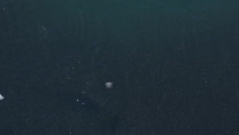 Luftaufnahme-Von-Seelöwen,-Die-Einen-Großen-Fischschwarm-In-Chile-Jagen-Und-Umkreisen