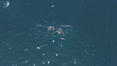 Luftaufnahme-über-Dem-Kopf-Einer-Großen-Gruppe-Seelöwen,-Die-Nach-Der-Jagd-Schwimmen-Und-Schwimmen