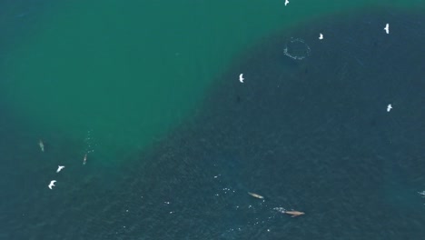Aerial-shot-overhead-sea-lions-swimming-around-with-seagulls-flying-overhead